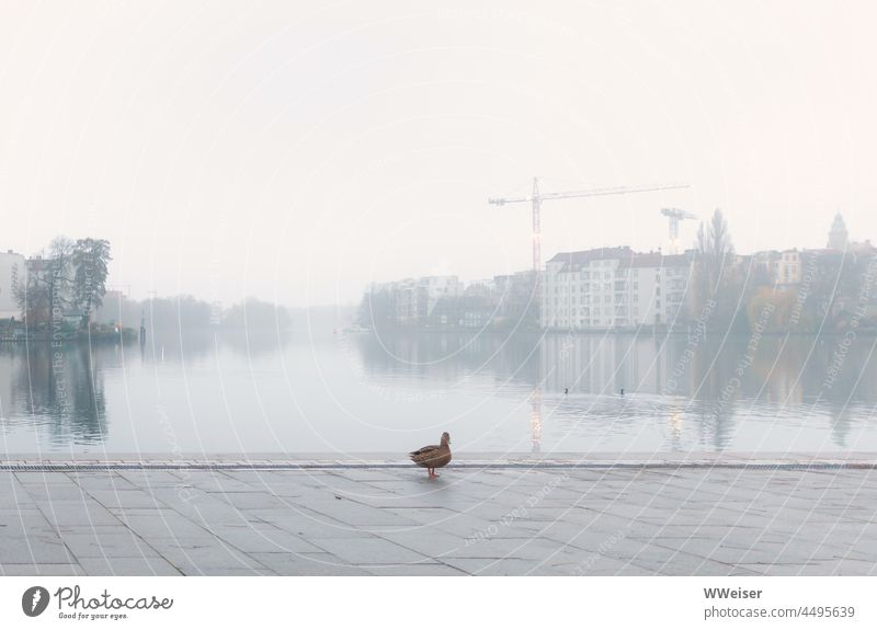 Eine einsame Ente genießt den nebeligen Morgen an der Dahme in Berlin-Köpenick Fluss Promenade Ufer Nebel diesig grau regnerisch ruhig still allein