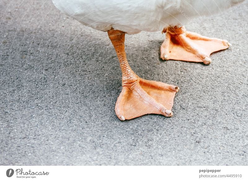 "Gänsefüßchen" zwei orangefarbene Füße einer Gans Aufregung füße vogel Stufe Vögel Tiere Natur stehen stehend Fußgänger Gehen Lebewesen federn Vogelwelt Asphalt