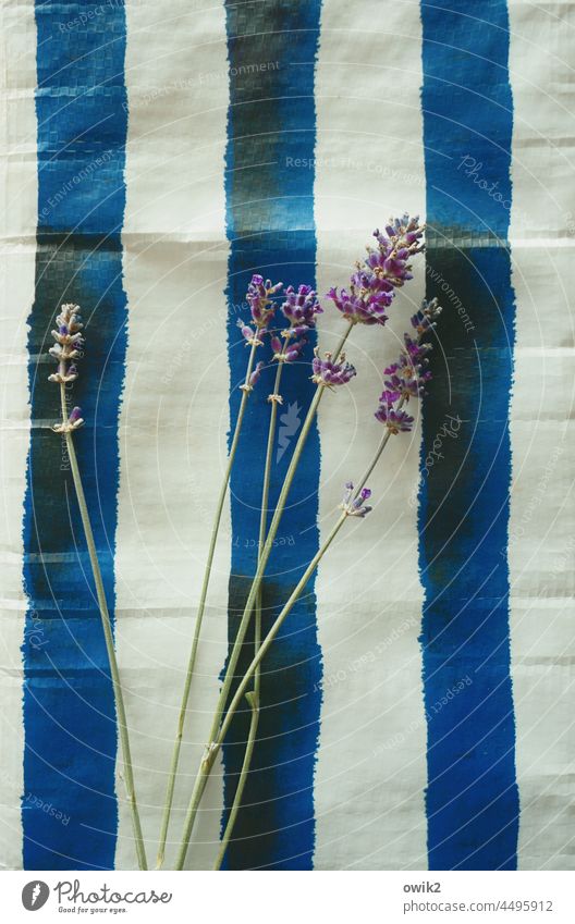Streifenlavendel Lavendel Halme Stengel Pflanze Blüte duftend lang dünn mehrere Herbst Dekoration & Verzierung liegen Unterlagen gestreift blau-weiß einfach