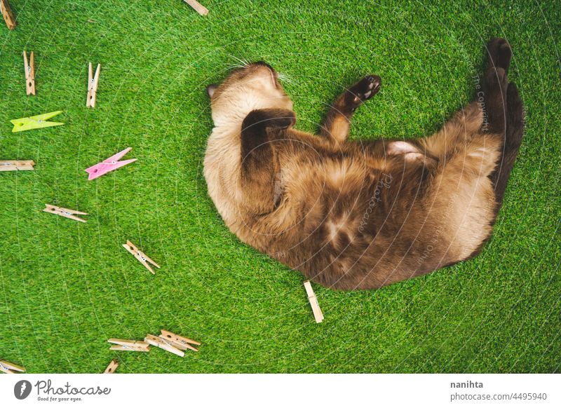 Siamkatze genießt den Tag auf dem Rasen im Hinterhof Katze heimwärts frei siamesisch Haustier bezaubernd Liebe Familie genießen Freude Leben Lifestyle Spaß