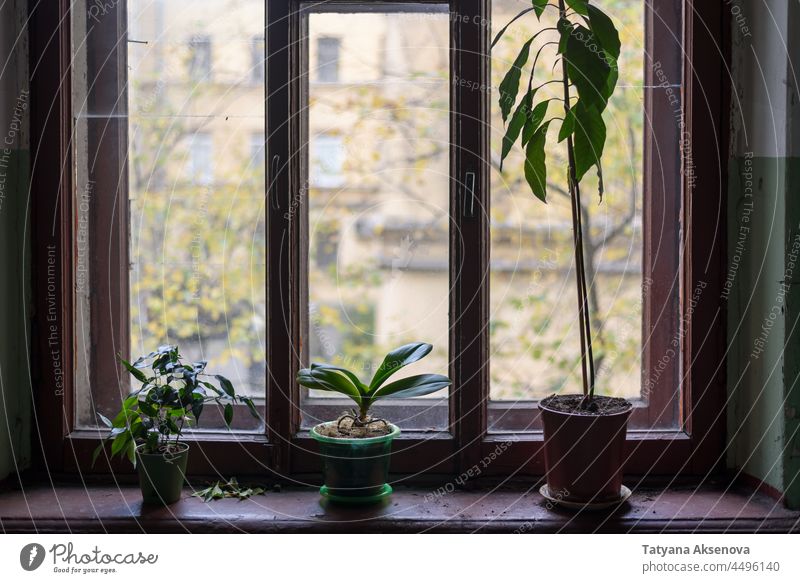 Zimmerpflanzen in Töpfen auf der Fensterbank Pflanze im Innenbereich Blatt grün Haus Gartenarbeit Topf Wachstum Dekoration & Verzierung Flora geblümt niemand