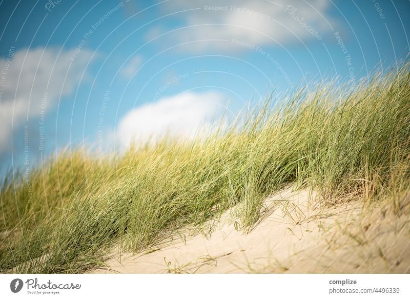 Düne und Dünengras an der Nordsee Sonnenstrahlen Sonnenlicht Textfreiraum oben Menschenleer Außenaufnahme Ferne Ziel Zeeland Niederlande Gras Seegras Küste