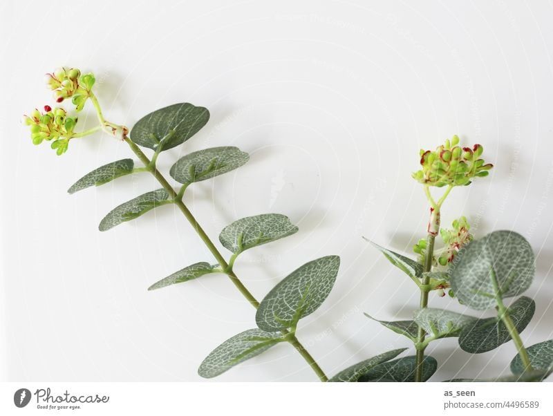 Eukalyptus Blatt grün Pflanze Natur natürlich Dekoration & Verzierung Blüte zweig Design frisch hellgrün Zweig Huntergrund neutral Inneneinrichtung dekorativ