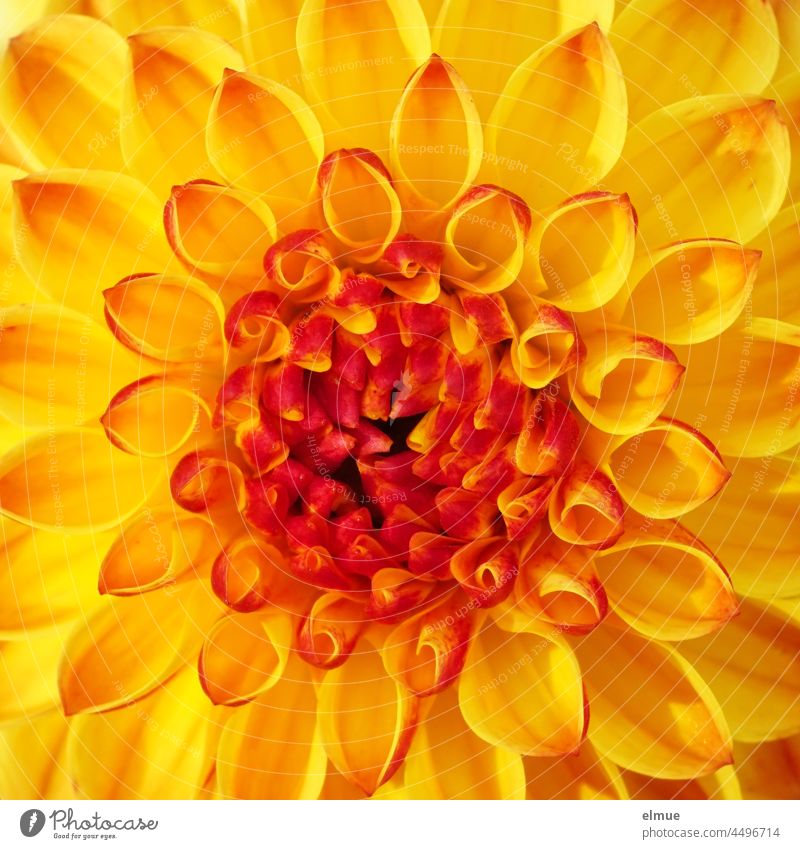 gelb-orange Dahlienblüte - Sunny Boy - in der Draufsicht / Ball-Dahlie / floral Blume Blüte sunny boy Schmuckdahlie Balldahlie Georginen Asternartige