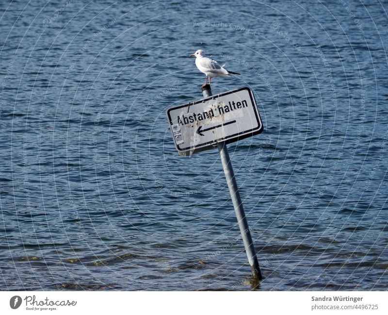 "Abstand halten" Schild im Wasser mit Möwe Natur Schilder & Markierungen Außenaufnahme Hinweisschild Farbfoto Menschenleer Warnhinweis Warnschild Warnung