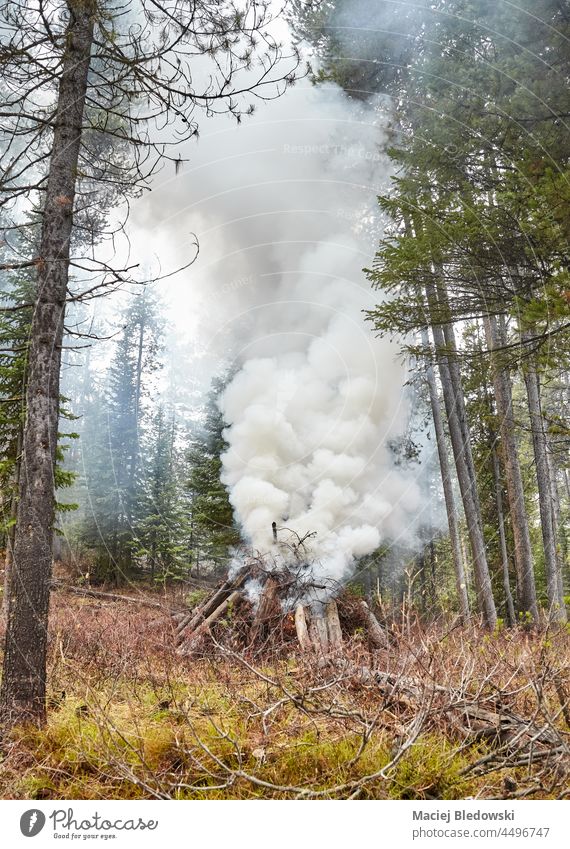 Kontrolliertes Verbrennen von getrocknetem Holz und Ästen zur Verhinderung von Naturbränden, Wyoming, USA. Wald Feuer Wälder kontrolliert Brandmanagement Rauch