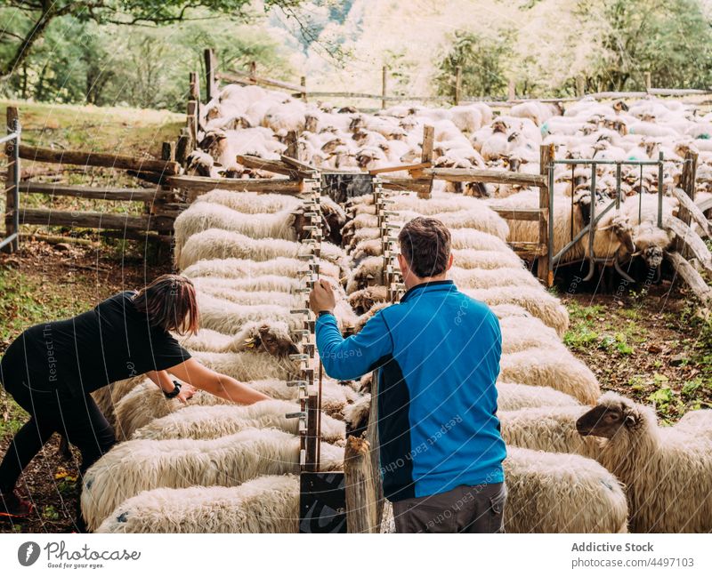 Anonyme Landwirte füttern Schafe auf dem Lande Mann Frau Futter Bauernhof Landschaft Tier Schwarm Verkaufswagen Viehbestand Dorf Pflege Lager Spanien