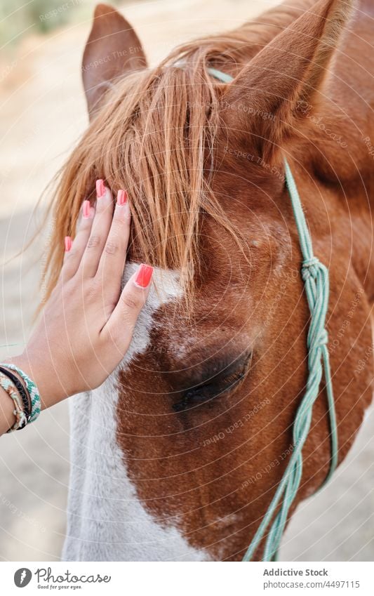 Gesichtslose Frau streichelt Pferde auf einer Ranch Zaumzeug Streicheln Tier Hengst pferdeähnlich Säugetier Bauernhof gehorsam Viehbestand Natur Zusammensein