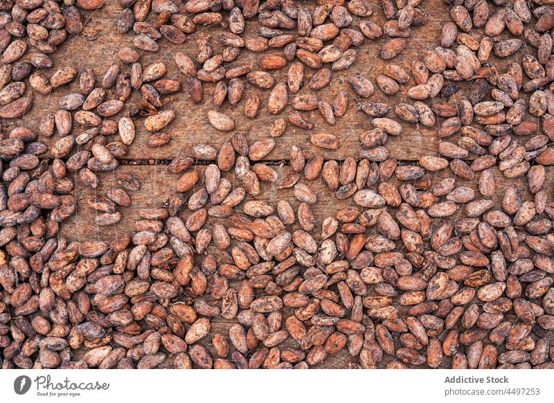 Kakaobohnen auf eine Holzunterlage gelegt Bohne Ernte Haufen roh reif natürlich Hintergrund Lebensmittel organisch hölzern Tisch Produkt Bestandteil Ernährung