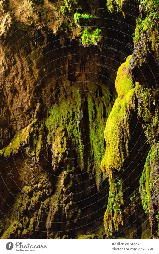 Das Innere einer Höhle mit grüner Vegetation an den Wänden Innenbereich Felsen Natur Landschaft reisen Stein unterirdisch Geologie Licht Wasser Stalagmit tief
