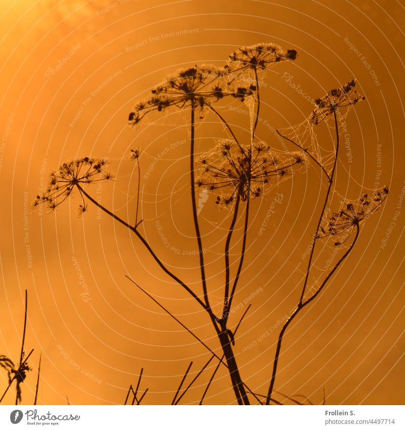 UT Teufelsmoor|Gras mit Spinnweben Gelb Gegenlicht Natur mystisch Sonnenlicht Nebel Sonnenaufgang Morgendämmerung Licht morgen leuchtend menschenleer Bremen