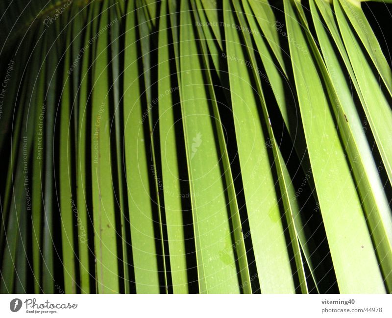 Palmwedel Palmenwedel grün Pflanze Hintergrundbild Licht parallel Symmetrie Blatt Ferien & Urlaub & Reisen Stil Nahaufnahme Schatten Garten Insel stylish