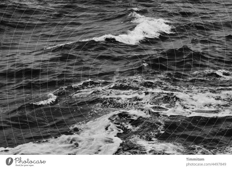 Schwarzweiße Nordseewellen Wellen Gischt Wasser Meer Natur Außenaufnahme Urelemente Umwelt Menschenleer Schwarzweißfoto Dänemark Bewegung Dynamik