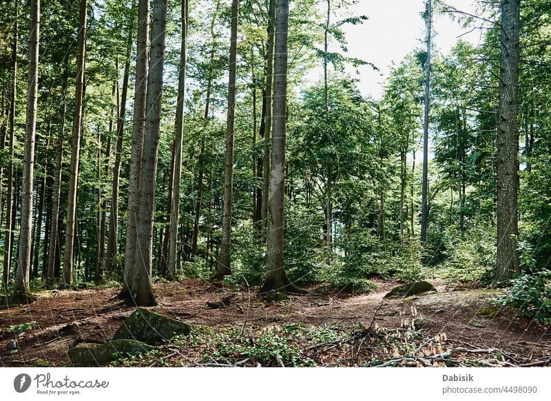 Waldbäume an einem Sommertag. Natur Hintergrund Baum grün im Freien Park sich[Akk] entspannen Berge u. Gebirge Weg Szene Ansicht Wildnis Landschaft Holz Saison