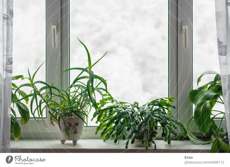 Zimmerpflanzen auf der Fensterbank in der Wintersaison gegen Bäume im Schnee hinter dem Fenster Heimpflanzen Pflanzen eingetopft Fenstersims Saison Pflege