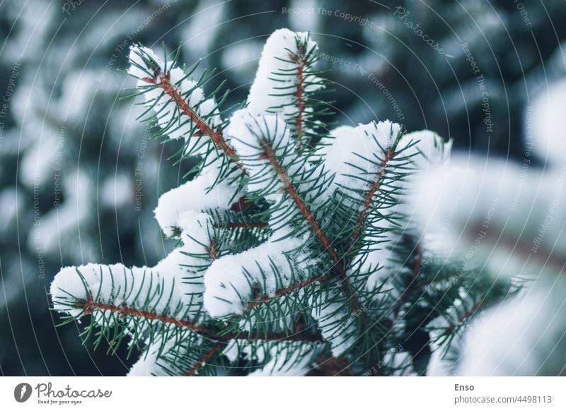 Fichtenzweige im Schnee Großaufnahme, Winterwald Hintergrund verschneite Nahaufnahme Parklandschaft Holz Wald weihnachtsbaum schnee Weihnachtsbaum Tanne