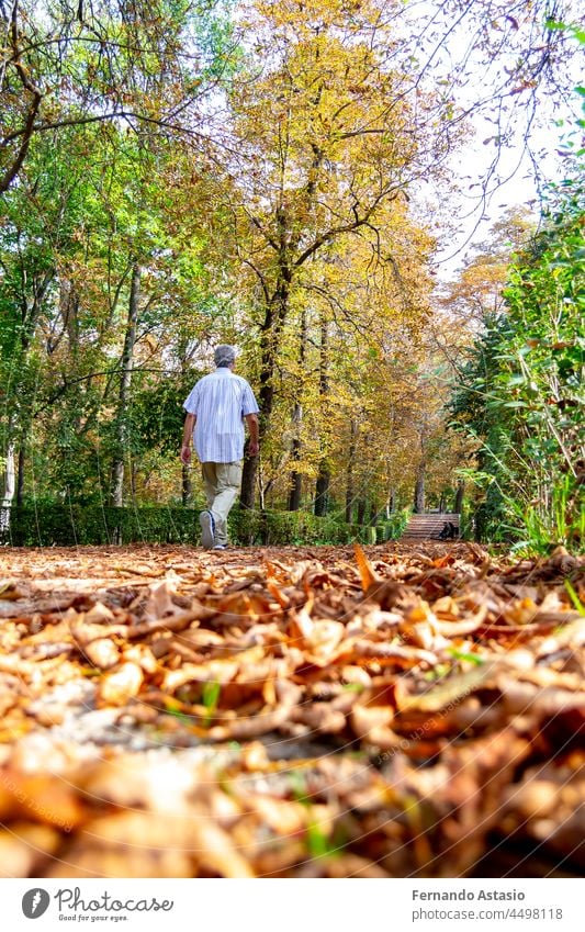 Spaziergänger auf einem Weg voller trockener gelber und brauner Herbstblätter im Retiro Park in Madrid, Spanien. Halbkahle Baumzweige Europa. laufen Paar Frau