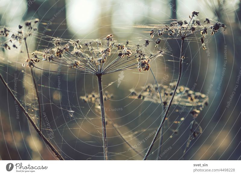 Köpfe von trockenen Schirmpflanzen und Spinnweben im kalten blauen Licht eines Herbstmorgens. Pflanze trocknen Regenschirm Spinnennetz Kopf Saatgut abstrakt