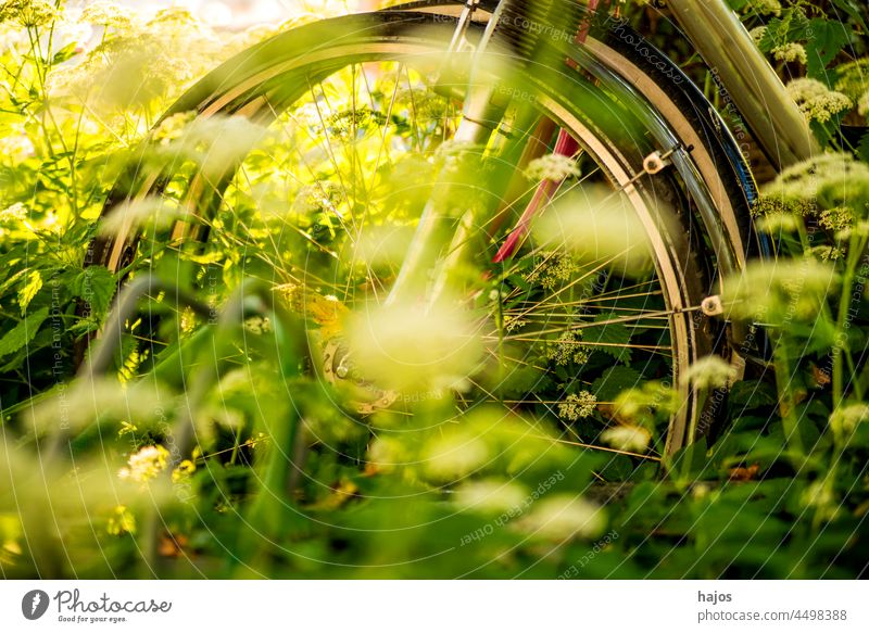 Fahrräder, versteckt hinter älteren Menschen verborgen hinten Giersch Gras grün Idylle Blatt Licht Natur alt retro romantisch Szene ruhig Windstille ländlich
