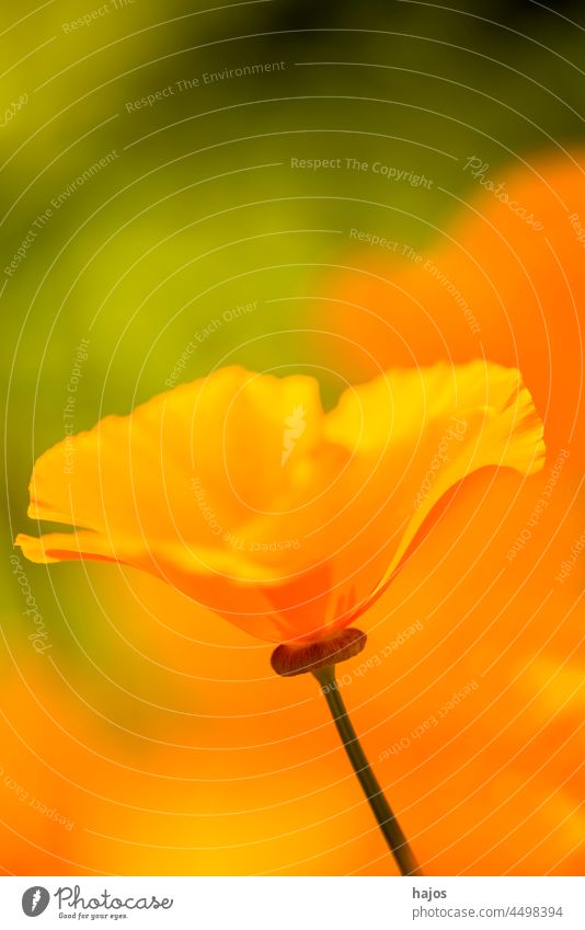 Kalifornischer Mohn, Nahaufnahme der Blüte im Gegenlicht Eschscholzia californica Goldmohn Kalifornisches Sonnenlicht Goldbecher Flora geblümt Blume Blumen
