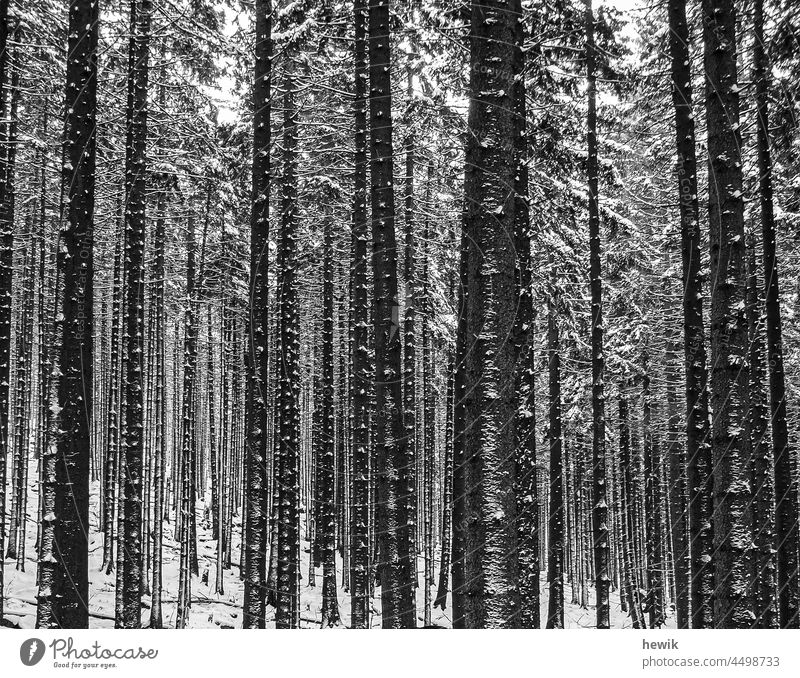 Winterwald Schwarz-Weiß-Fotografie Bäume Wald Schnee Querformat Natur