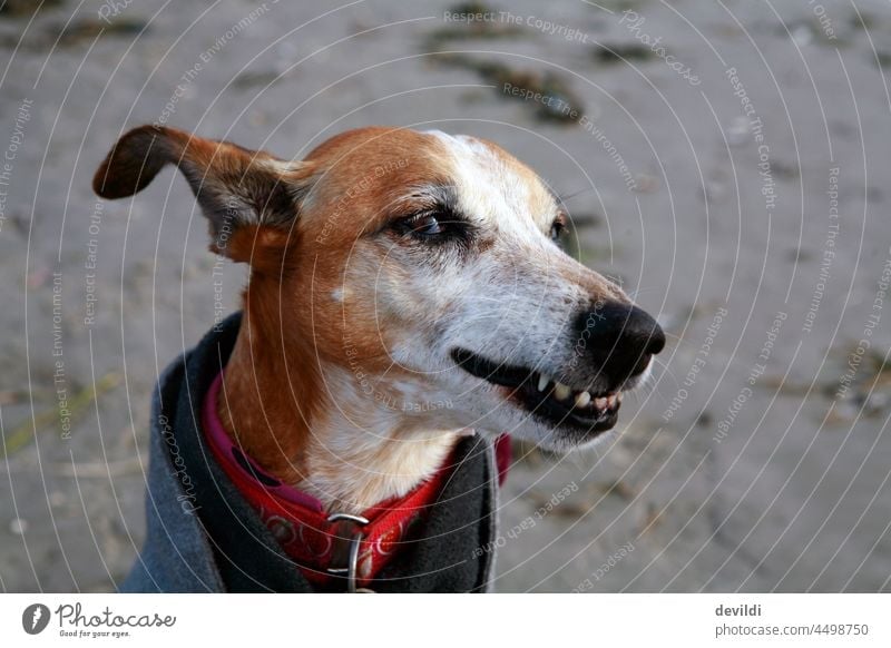 lustiges Hundeportrait, Podenco zieht lustige Grimasse Portrait Mund Gesicht Freude Nase frech Kopf Porträt Säugetier Auge Blick außergewöhnlich Windhund