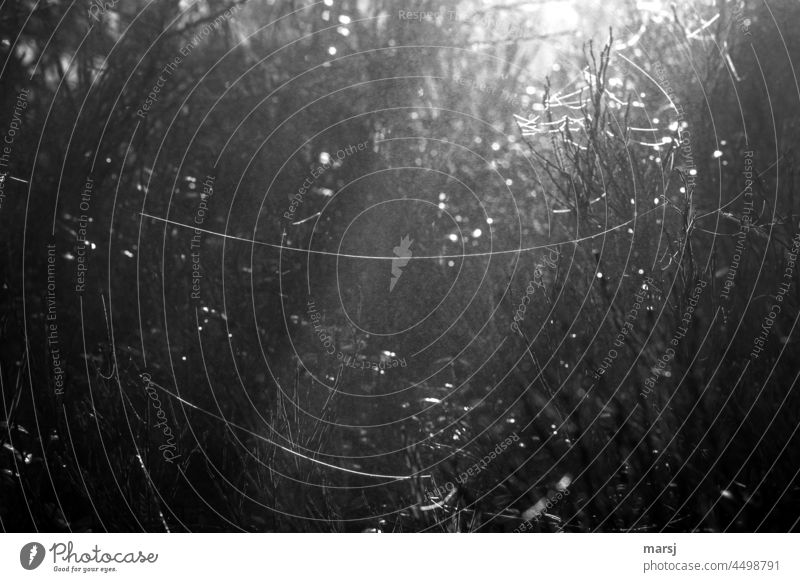Herbstimpressionen in schwarz/weiß. Altweibersommer, Spinnweben Nebel und Heidelbeerstauden. filigran zart Natur verbunden elegant fantastisch gruselig