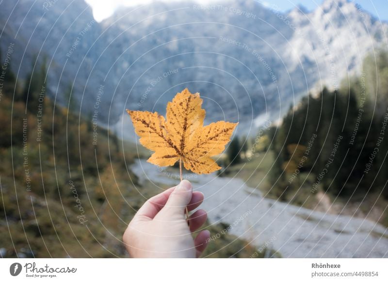 Ein verfärbtes Ahornblatt in der Hand am großen Ahornboden Herbst Herbstfärbung Farbfoto Außenaufnahme herbstlich Natur Herbstlaub Tag Berge u. Gebirge
