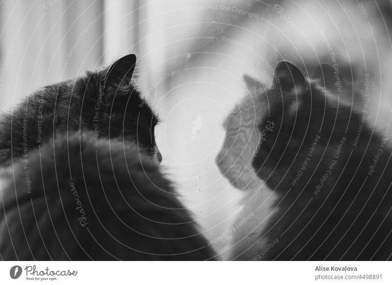 3D Katze schwarz-weiß Porträt Haustier Katzenreflexion will reingehen Hauskatze Katze draußen hereinschauend Reflexion & Spiegelung Fenster Fensterglas Reflext