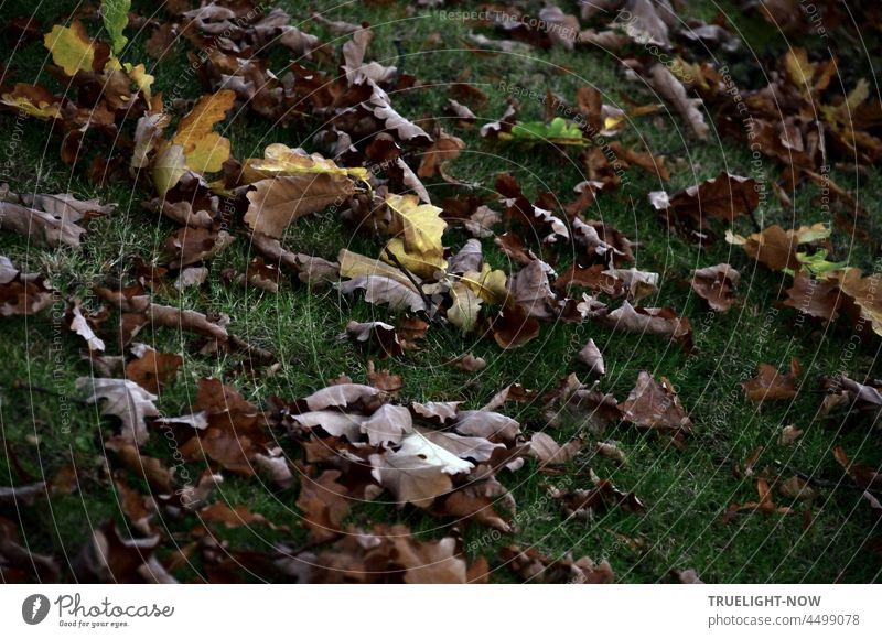 Herbst Melancholie / Der Baum streichelt die Erde / Blätter Poesie... Herbstlaub trocken braun gelb herabgefallen Wiese Verfall Kompost sterben Kreislauf