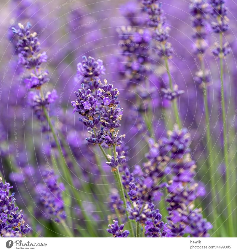 Lavendel Pflanzen Nahaufnahme violett Blütenstand