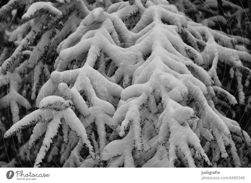 Schneebedeckte Zweige schneebedeckt Winter kalt Winterstimmung weiß Natur Kälte Frost winterlich Wintereinbruch Klima Baum Zweige u. Äste Nadelbaum Tanne