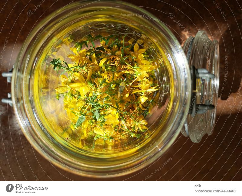 goldgelb | Johanniskraut | Sonne im Glas Einmachglas Deckel Gefäß Sommer Rotöl ansetzen selber machen selbstgemacht Natur Naturkosmetik Johanniskrautöl