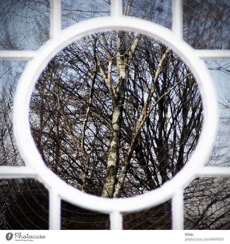 surreal | der Wald im Haus • Spiegelung einer Birke in mehreren Facetten eines Sprossenfensters bei Sonnenlicht baum äste glas spiegelung fensterglas tür