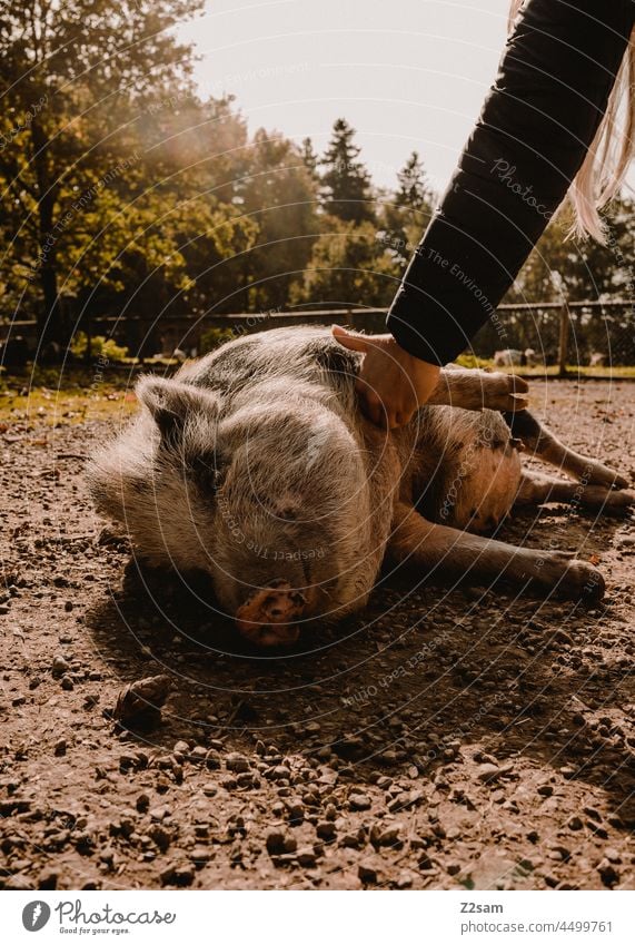 Schwein wird gestreichelt Wildpark Natur Bauernhof Draussen Landwirtschaft schwein genuss streicheln Massage Tierliebe freunde human Stufe Nutztier