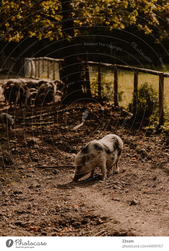 Schwein Wildpark Natur Bauernhof Draussen Landwirtschaft schwein Tierliebe freunde human Stufe Nutztier hängebauchschwein Sommer herbst Sonne Wärme Landschaft