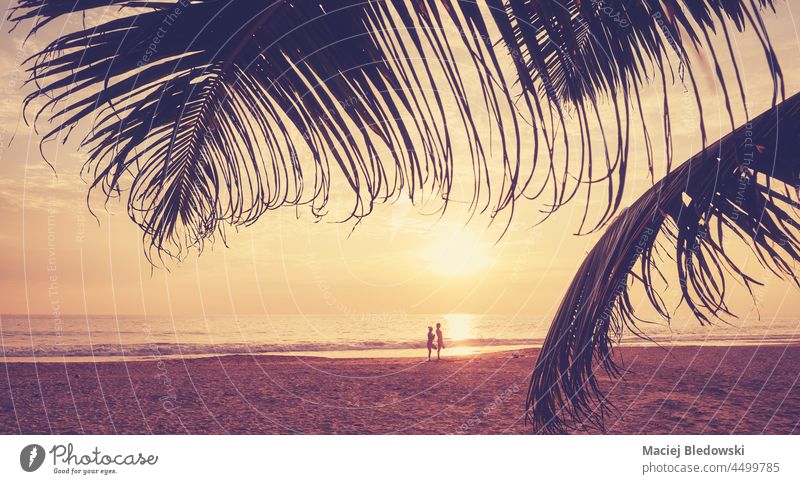 Tropischer Strand mit Palmenblattsilhouetten bei Sonnenuntergang, Farbabtönung angewendet. Wasser Handfläche Blatt schön Natur tropisch golden Silhouette Baum