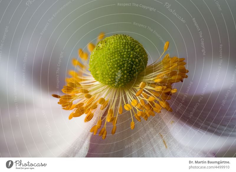Blüte einer Japanischen Herbstanemone, Anemone hupehensis, Ranunculaceae japanisch Züchtung Pflanze Blume Hybride Sorte Gartenform Auslese Blütenblätter