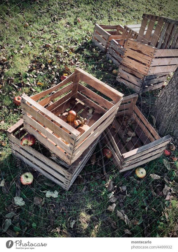 Leere Holzkisten für Äpfel warten auf die Ernte Apfelkiste Obstkiste Wiese Apfelernte Pflücken Herbst herbstlich neue Ernte Fruchtig Gesund Menschenleer