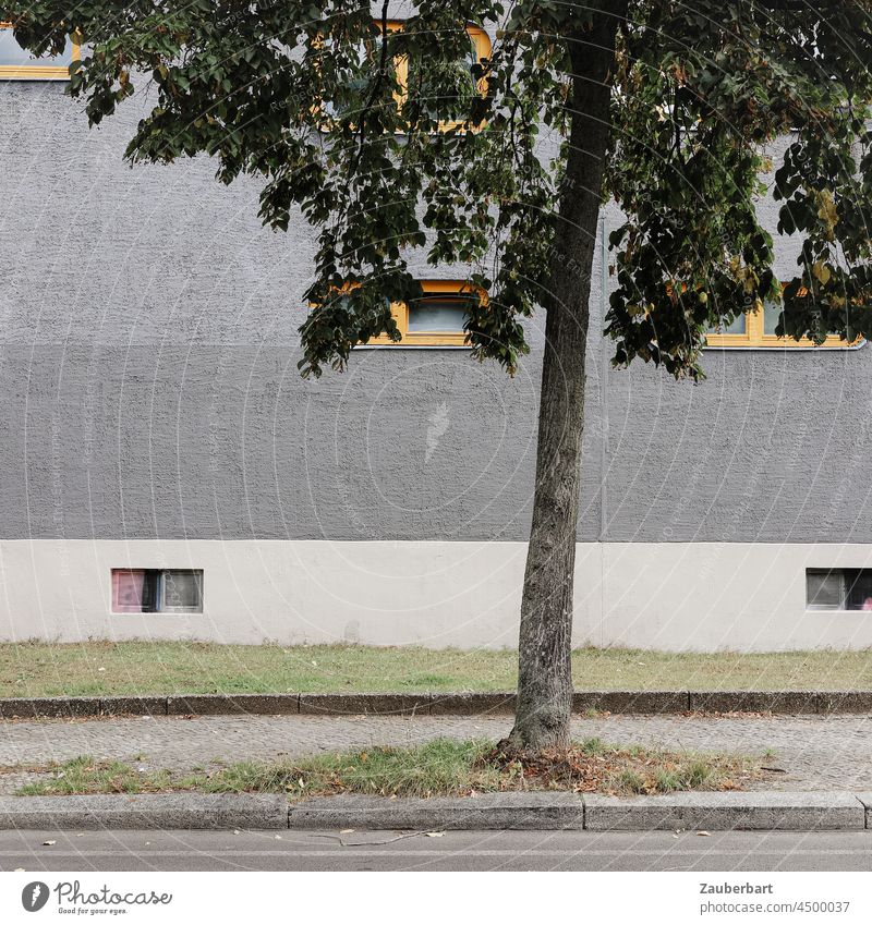 Baum steht vor grauer Wand eines Wohnhauses mit gelben Fenstern Stadt Fassade Strasse Gehweg Großstadt Fensterrahmen Straße Haus Gebäude grün Gras Streifen