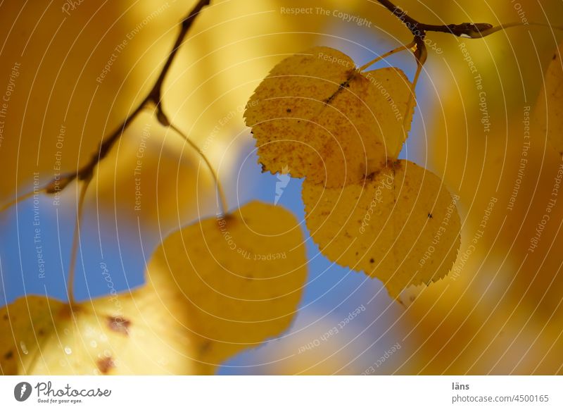 Blattfärbung im Herbst Blätter Baum herbstlich Herbstfärbung Herbstlaub Menschenleer Farbfoto Herbstbeginn Laub Vergänglichkeit Außenaufnahme