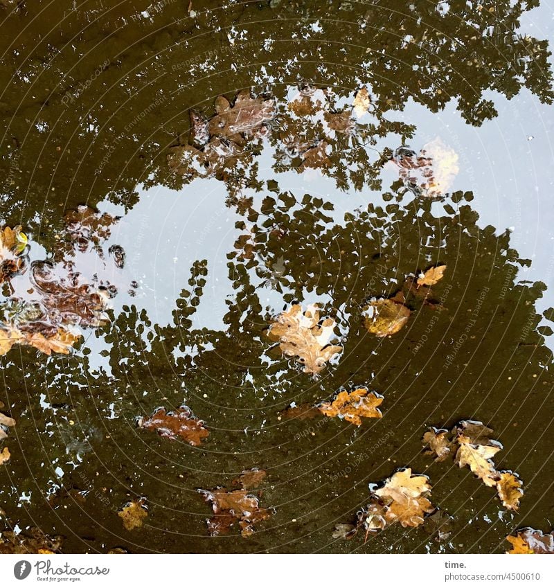 Naturfilm herbst blätter pfütze herbstblätter eichenblätter laub wasser himmel feucht nass spiegelung reflexion baum schwimmen liegen ast zweig wandel