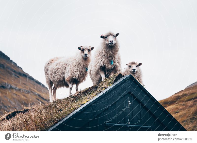 Schafe auf einem Hausdach auf den Färöer Inseln I traditionell im Freien spektakulär felsig natürlich Harmonie Wetter Felsen Hügel Umwelt ländlich Hochland