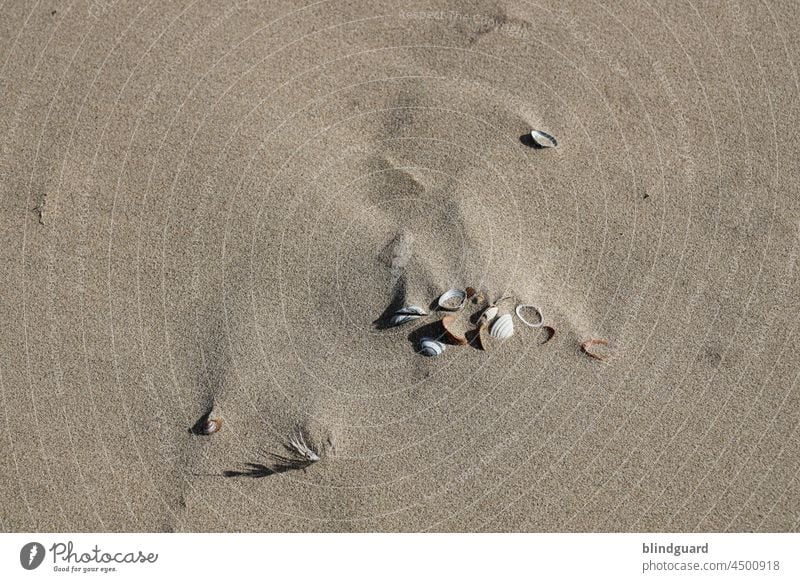Friedhof der Muscheltiere Muscheln Muschelschalen Strand Sommer Sonne Schatten Urlaub Nordsee Natur natürlich Sandstrand Küste Meer Ferien & Urlaub & Reisen