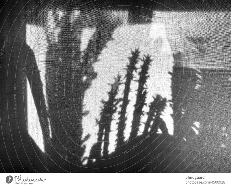 Farbloses stacheliges Licht- und Schattenspiel auf grobem Stoff grau Schwarzweißfoto Blume Kaktus Kakteen Fenster Stachel Botanik Sukkulenten