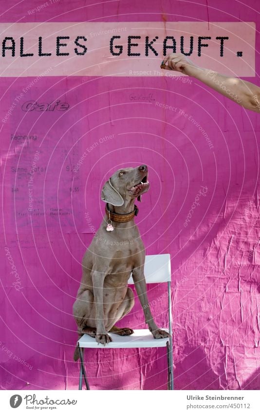 Alles! Stuhl Tapete Mensch Frau Erwachsene Arme Hand 1 Tier Haustier Hund Weimaraner Kunststoff Blick warten rosa Vorfreude diszipliniert Neugier Farbe