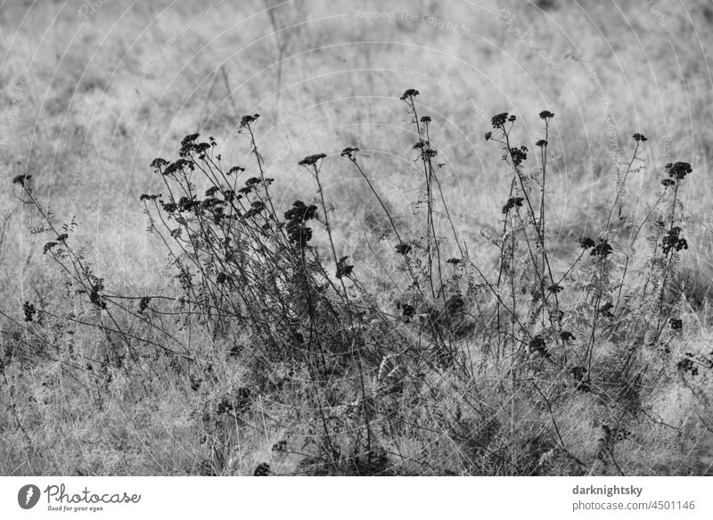 Verwelkte Blumen in schwarz auf einer Wiese aus hohem Gras, Brachflächen oder Ausgleichsfläche für Eingriffe in Natur und Landschaft in Form einer Ersatzmaßnahme