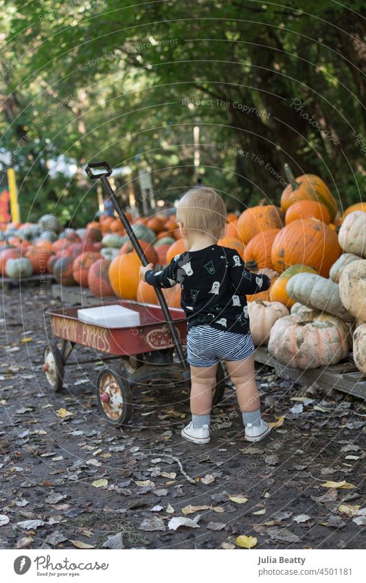 Kleinkind, das einen Wagen auf einem Kürbisfeld schiebt; im Hintergrund auf Paletten gestapelte Kürbisse schieben Baby 16 Monate alt Geist Halloween Herbst