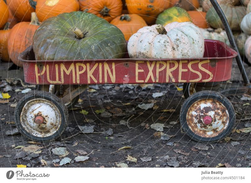 Kleiner roter Wagen mit handgemaltem "Kürbisexpress" an der Seite; Kürbisse im Inneren und hinter dem rostigen Wagen handbemalt Halloween Herbst fallen Palette