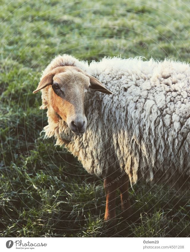 Schaf schaut mich an sheep schafsfell Schafswolle Schafsweide weich Wolle Tier Tierporträt animal Außenaufnahme Nutztier Wiese Farbfoto Herde Landschaft Tag